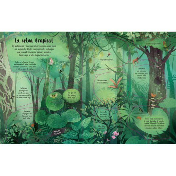 ARBOLES CONOCE POR DENTRO CON SOLAPAS - Imagen 3
