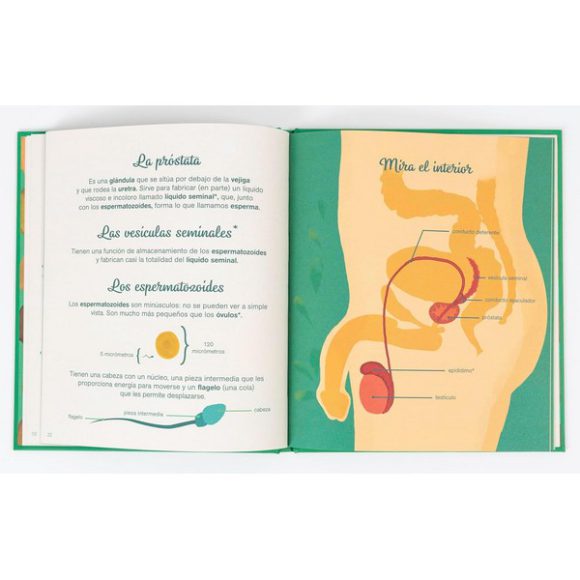 PEQUEÑO ATLAS DE LA INTIMIDAD. EL PENE, LOS TESTÍCULOS, LAS ERECCIONES Y MÁS | MATHILDE BAUDY , TIPHAIN DIEUMEGARD - Imagen 3