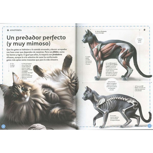 EL MAGNIFICO LIBRO DE LOS GATOS - Imagen 2